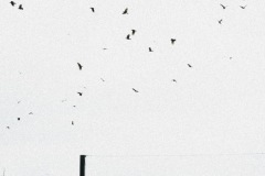 CIR_SZN3_S2-124